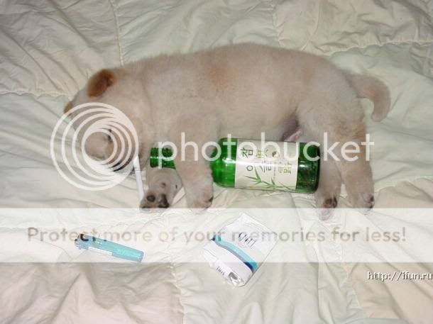 drunk-pup.jpg