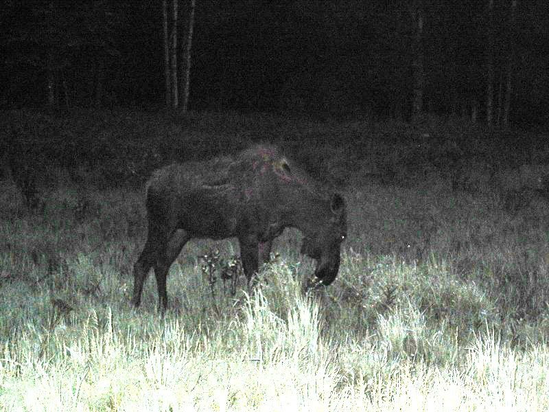 moose.jpg