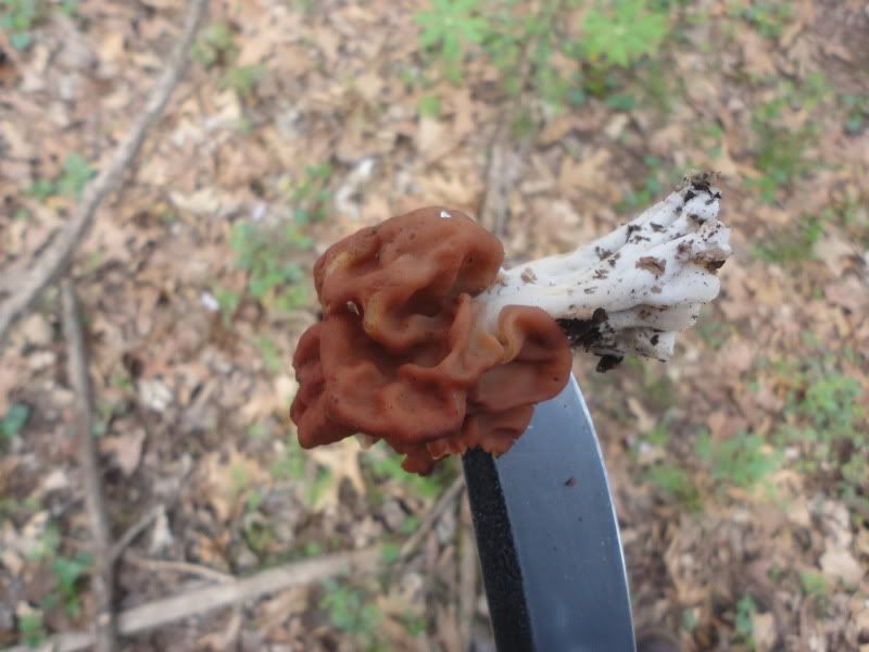 Plantsandshrooms013.jpg