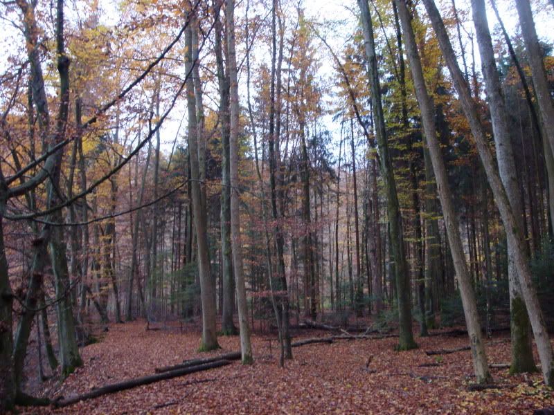 DSC01019.jpg