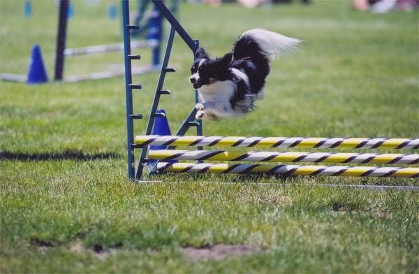 overthejump.jpg