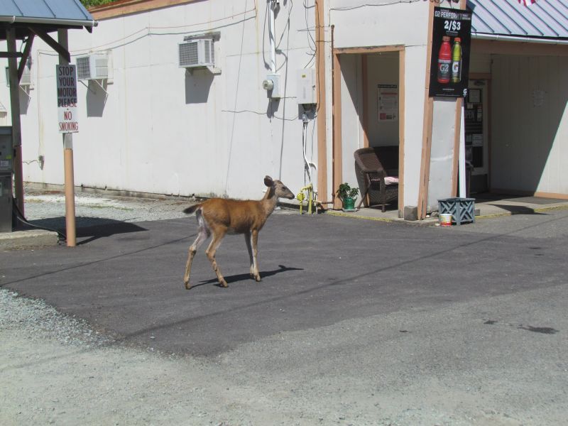 umqua059.jpg