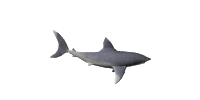 shark01.gif