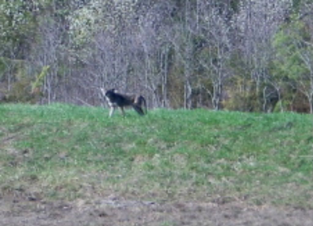 03-31-2010_coyote_002-2.jpg