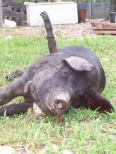 hog.jpg