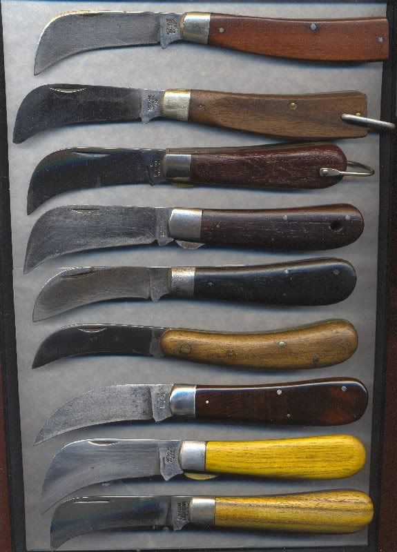 hawkbillcollection.jpg
