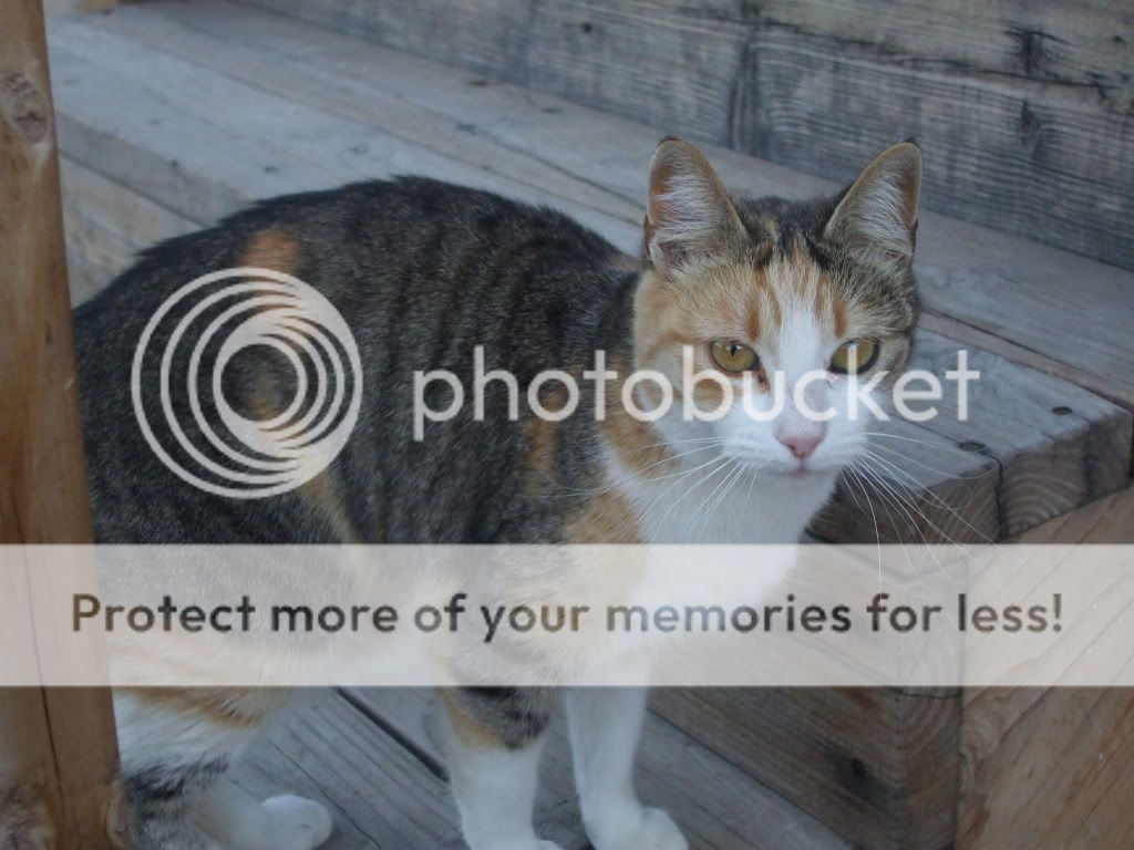 scrapphotos070.jpg
