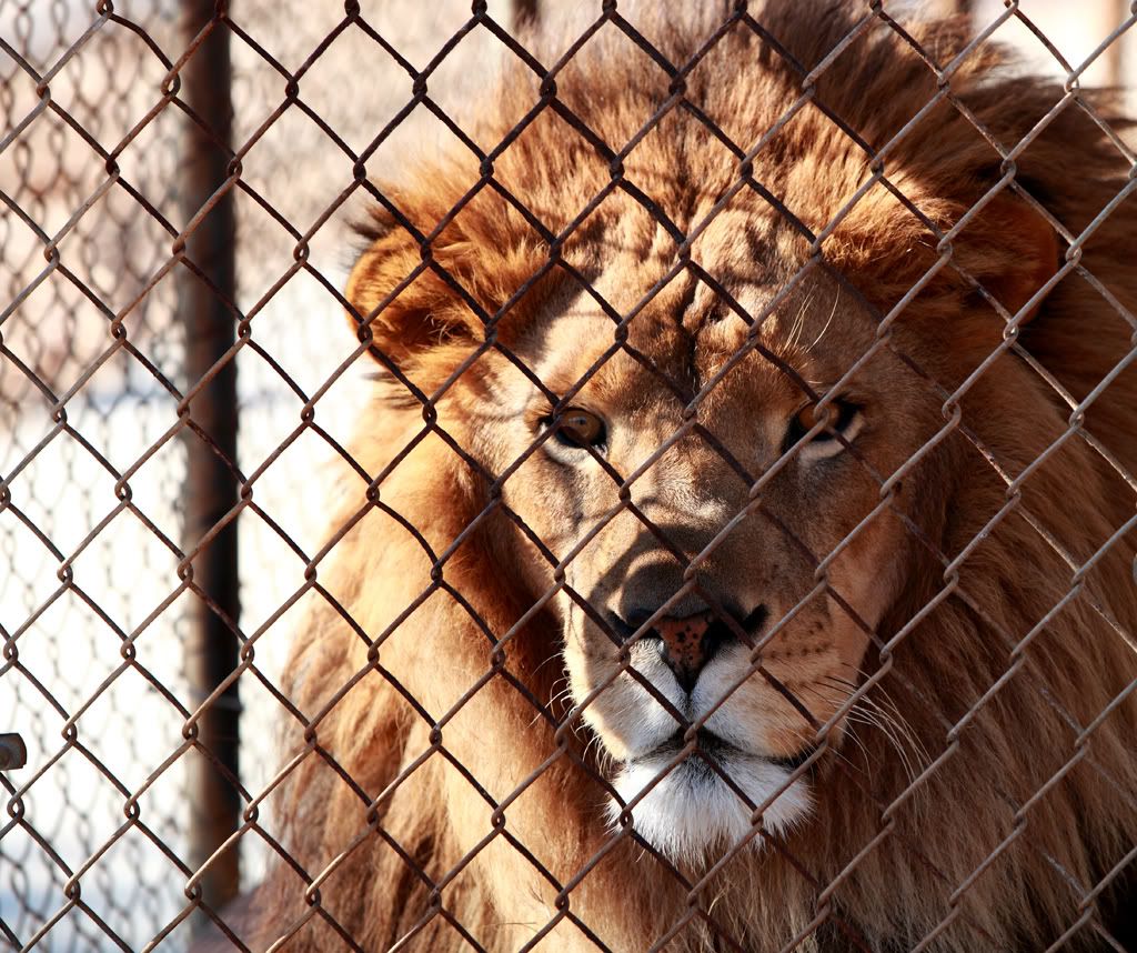 Lion1.jpg
