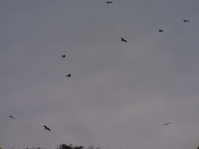 2009.11.01.r0019277.jpg