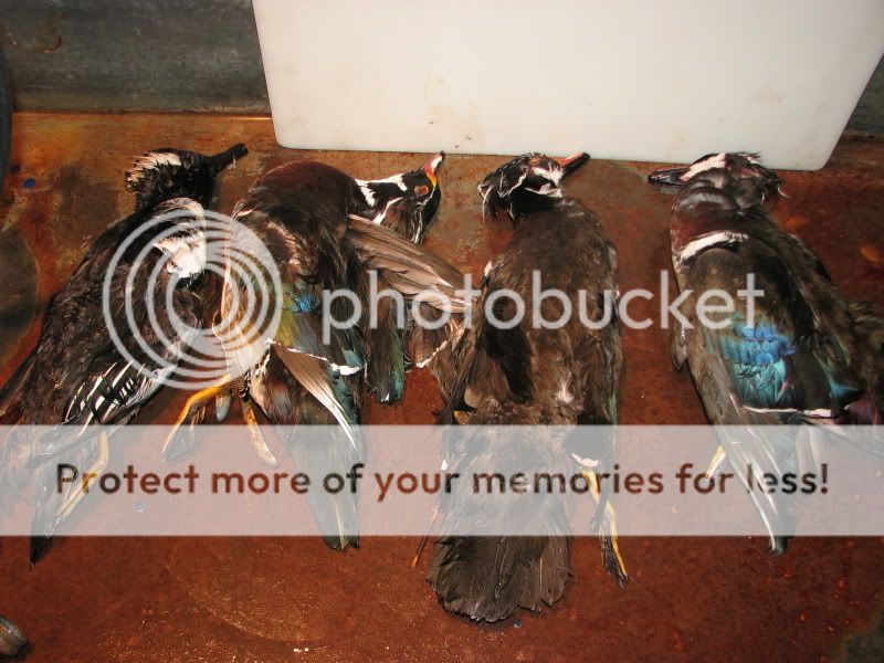 IMG_4160.jpg