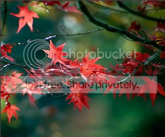 RedMaple1.jpg