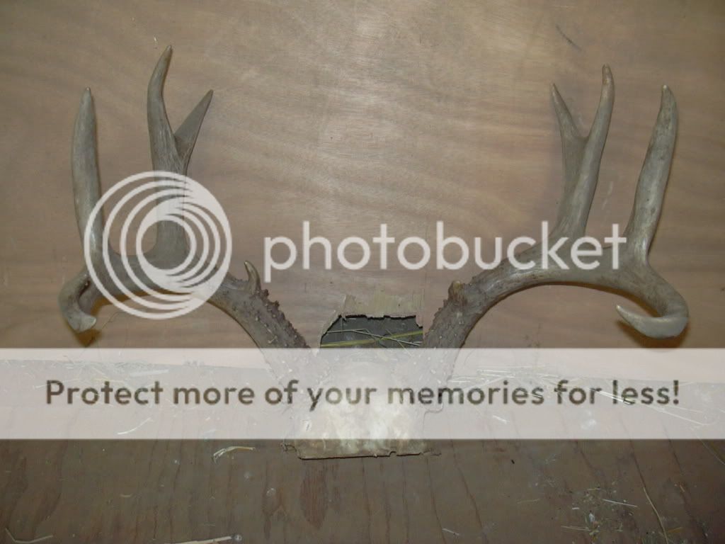 Blacktails001.jpg