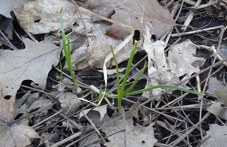 WildGarlic.jpg
