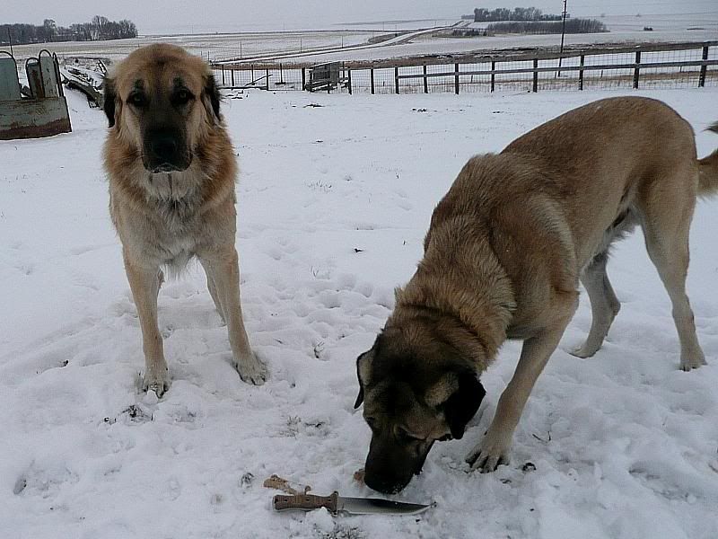 P1050521neverbringaknifetoadogfight12-5-2011.jpg
