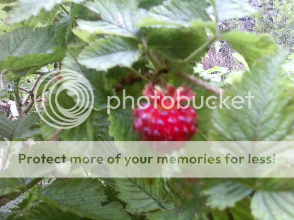 img1246601503096.jpg