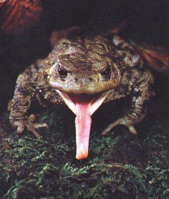 frog-hunting-LongTongue.jpg