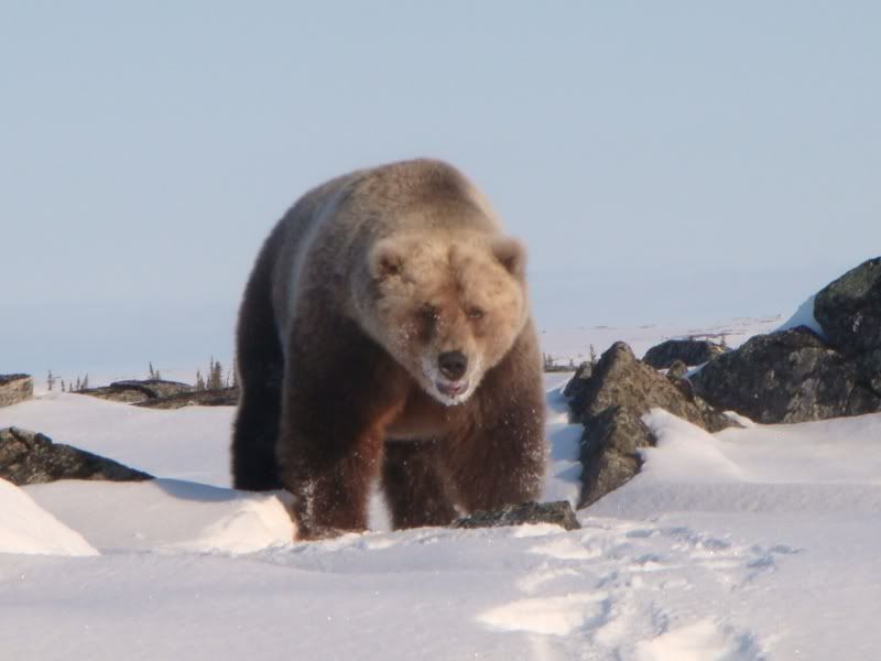bear3.jpg
