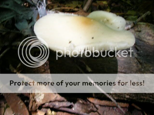 Capetribulation108.jpg