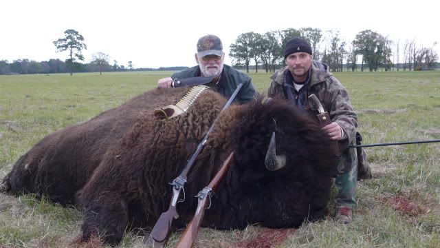 Bison002.jpg