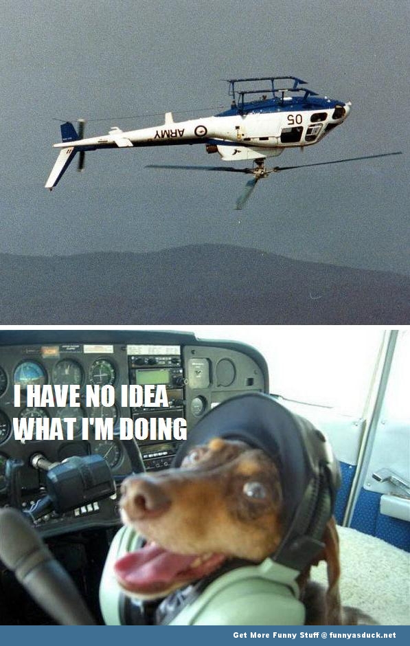 funny-dog-flying-helicopter-pic.jpg