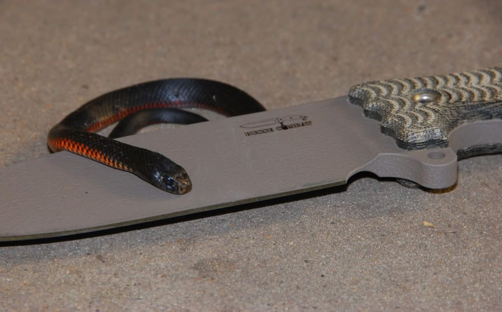 RBBlackSnake2.jpg