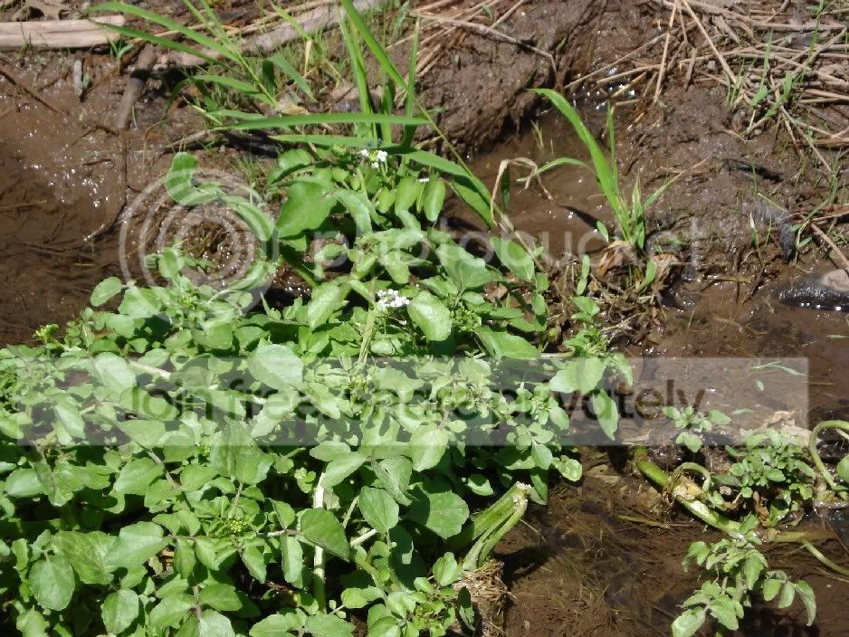 WaterCress.jpg