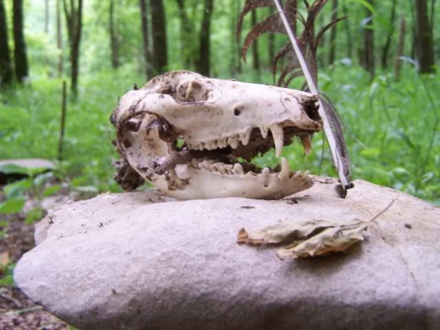 100_3702_00-1.jpg