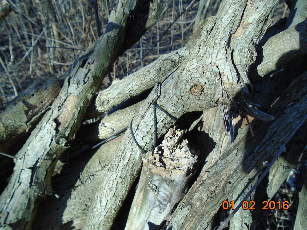 DSC00116_zpslmkqe7cr.jpg