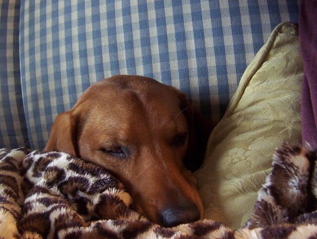 lazymutt010.jpg
