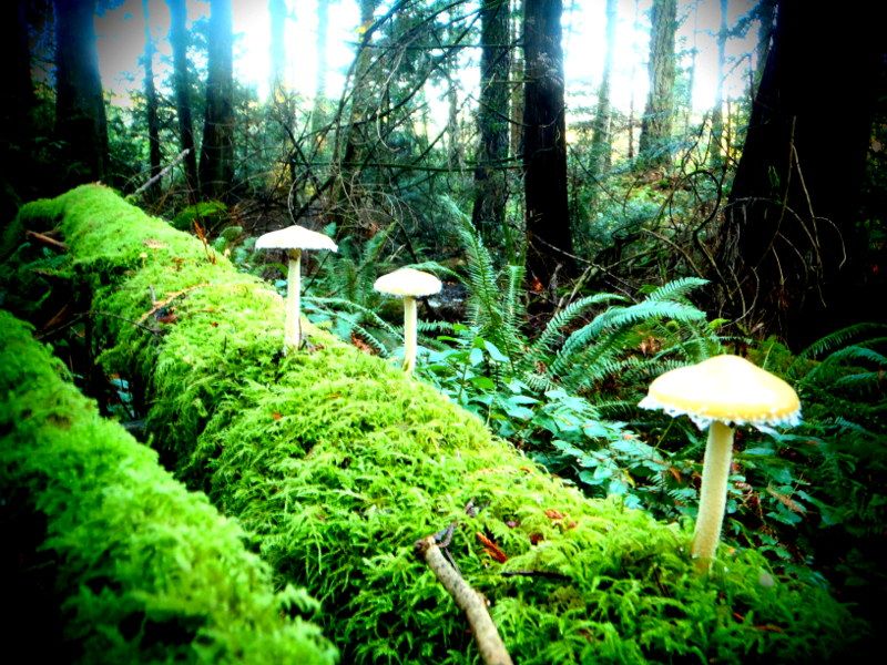 FrancisKingFall2012001-1.jpg