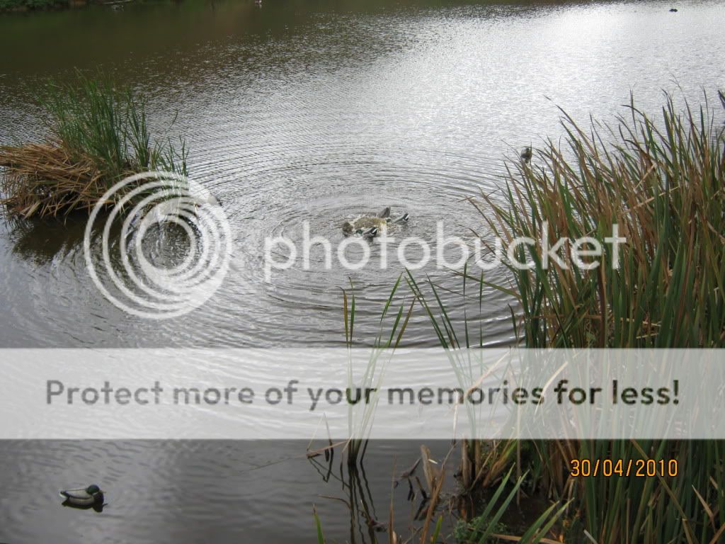 20100401duckshooting004.jpg