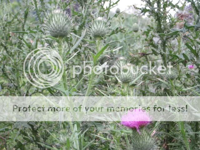 plants005.jpg