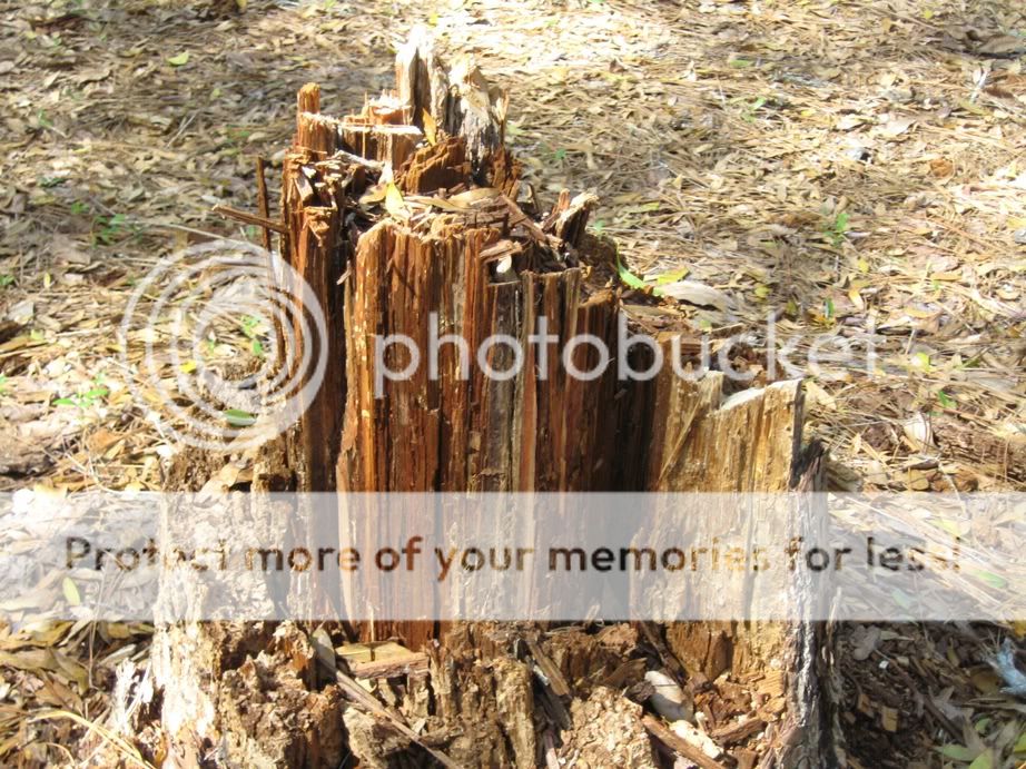 fatwood.jpg