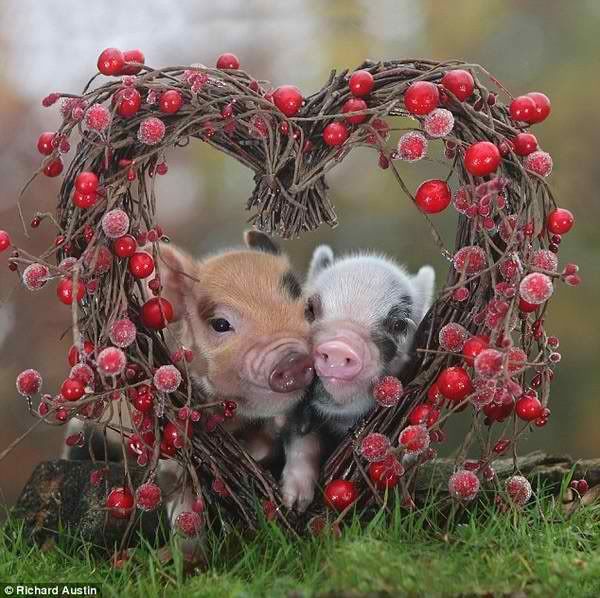 valentine_pigs.jpg