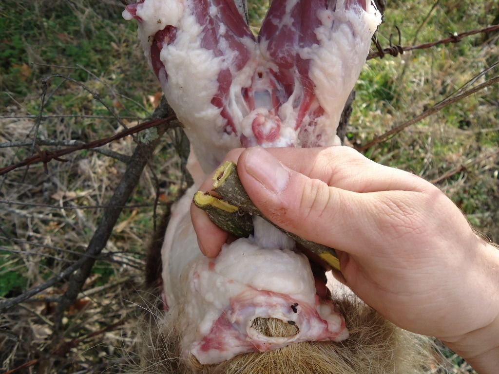 Trapping52.jpg