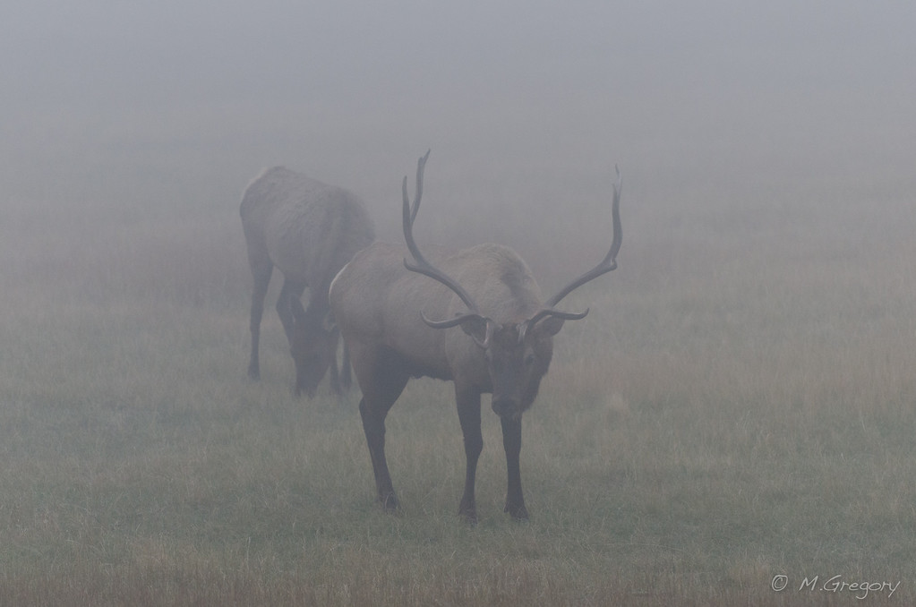 DSC9631-XL.jpg
