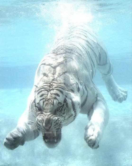 coolpics11.jpg