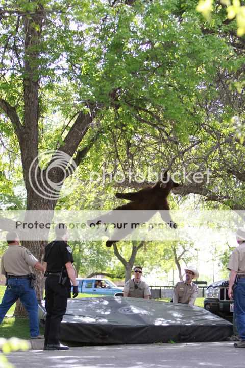 bear03_Duann_04262012.jpg