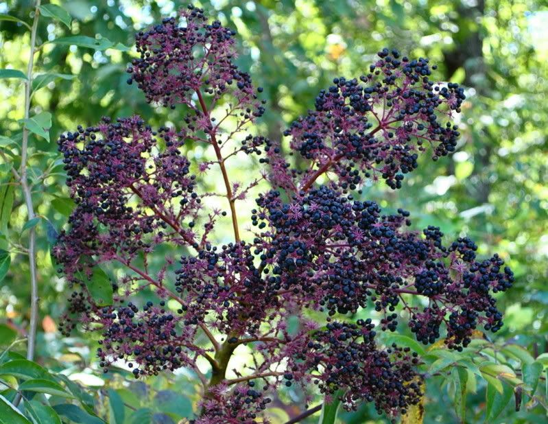 DSC_3221.jpg