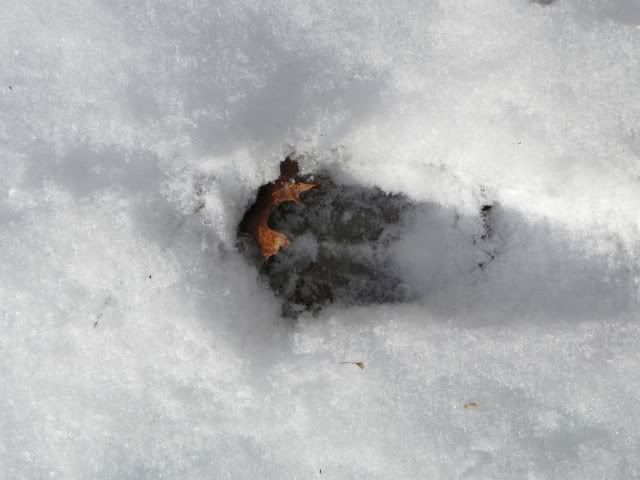 deer2.jpg