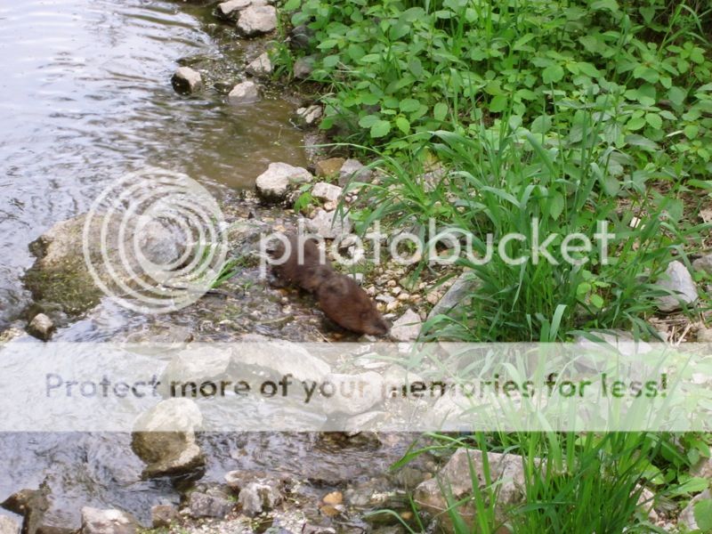 MuskratIV.jpg~original