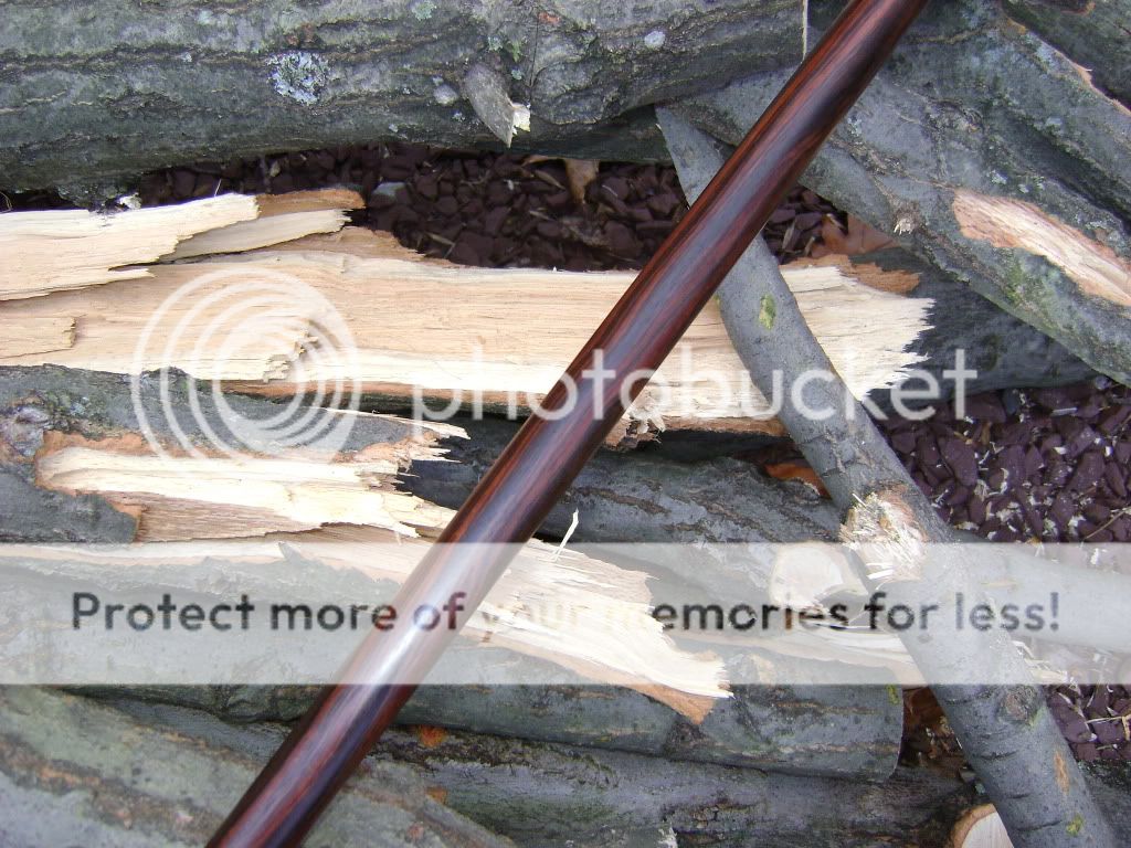 crwalkingstick007.jpg