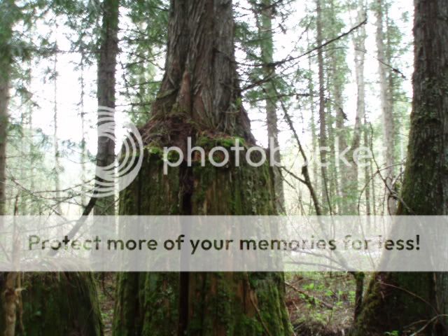 2fatwood033.jpg