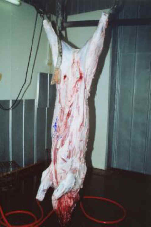 pig-slaughter-09.jpg