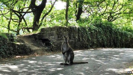 _69436162_wallabypa.jpg