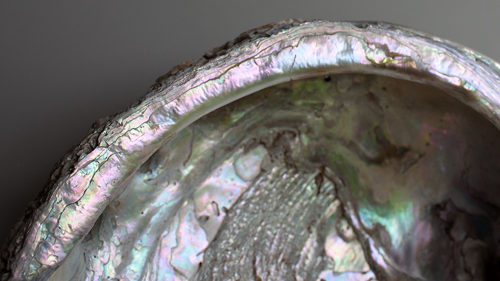 abalone.jpg