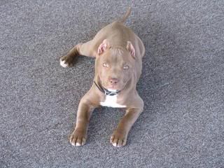 pitbull.jpg