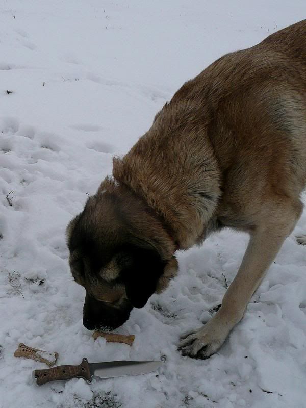P1050519TeamGeminidogbone12-5-2011.jpg