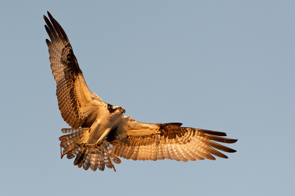 Osprey%20Nest%20Building-1-XL.jpg