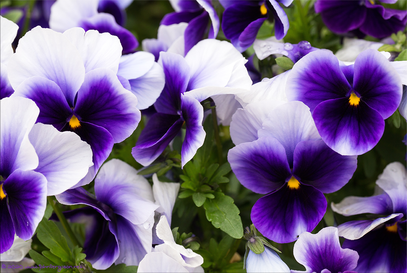 flower-3.jpg